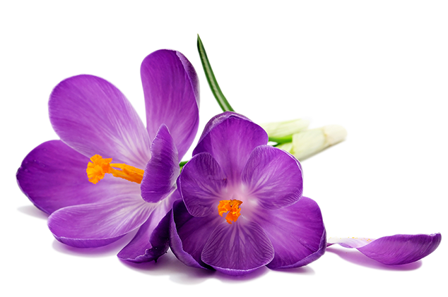Side Image - Purple Flower